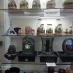 Estantería con terrarios decorativos y fuentes de agua interiores en una tienda ecológica.