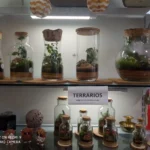 Terrarios de cristal con plantas vivas expuestos en una estantería.